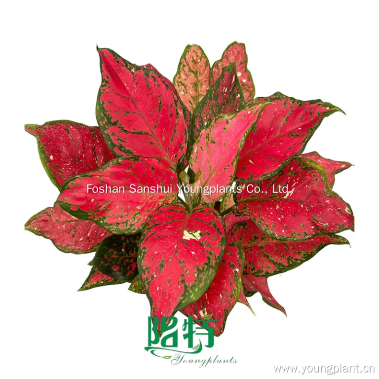 Comparative Analysis of Traditional vs. Tissue Culture Methods for Aglaonema